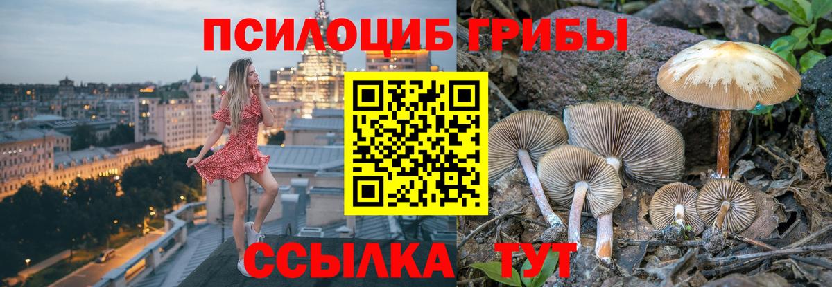 Галлюциногенные грибы Psilocybe Чита